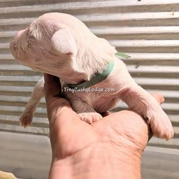 AKC blue ribbon - White male Miniature Schnauzer puppy in Greencastle, Indiana from Tiny Tushy Lodge