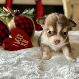 Chihuahua Puppies from Sunset Eves Chihuahuas