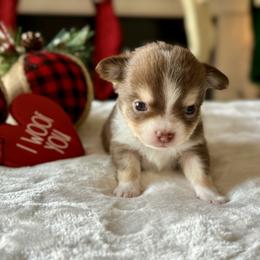 Chihuahua Puppies from Sunset Eves Chihuahuas