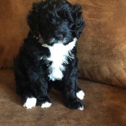 Portuguese Water Dog Puppies from Lakehouse Porties