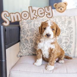 Smokey - Red male Australian Labradoodle puppy in Ardmore, Oklahoma from Mop Top Doodle Co.