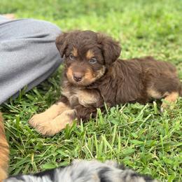 Rusty - Brown and white male Aussiedoodle puppy in Warrensburg, Missouri from Dreamer Ridge Puppies