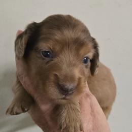 Dolly - Dapple female Dachshund puppy in Lufkin, Texas from Dixie Chic Frenchies & Dachshunds