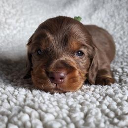 Thumper (green collar) - Dapple male Dachshund puppy in Anaconda, Montana from Williams Family Dachshunds