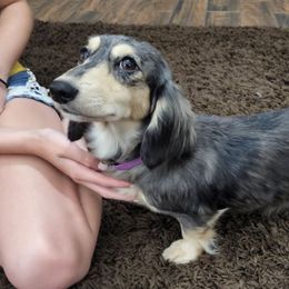 Piper - Dachshund