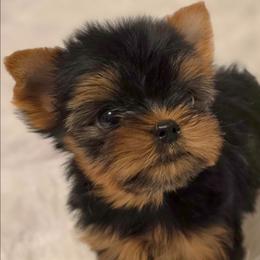 Lyra - Black and gold female Yorkshire Terrier puppy in Luray, Tennessee from Little Angel Yorkies