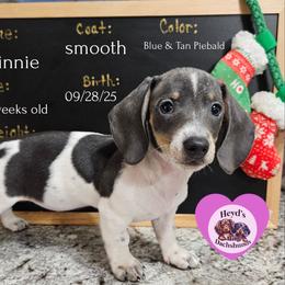 Minnie - Blue and tan female Dachshund puppy in Hoquiam, Washington from Heyd's Mini Dachshunds