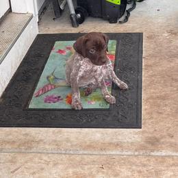 German Shorthaired Pointer Puppies from H & J Farms
