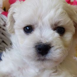 Bichon Frise Puppies from Belamour Bichons