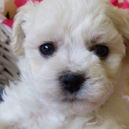 Bichon Frise Puppies from Belamour Bichons