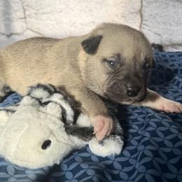 Zebra - Yellow female Black Mouth Cur puppy in Warsaw, Missouri from Heritage Cow Dogs