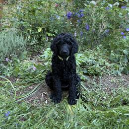 Poodle Puppies from Fluffy Poodles