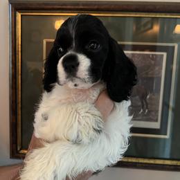 Cocker Spaniel Puppies from Dovecreek Cockers