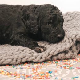 Goldendoodles from Coco and Carmel Doodles