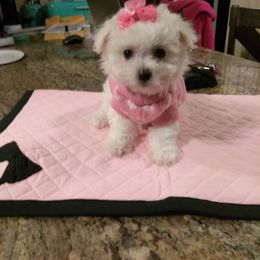 Maltese Puppies from Franny's Maltese Puppies