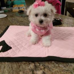 Maltese Puppies from Franny's Maltese Puppies