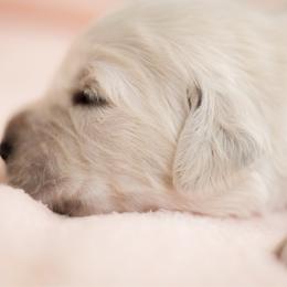 Miss Orange - Light golden female Golden Retriever puppy in Hayward, California from East Bay Golden Retrievers