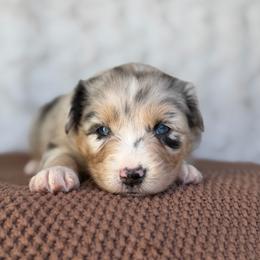 Girl 1 - Blue merle female Australian Shepherd puppy in Argyle, Iowa from Country Time Kennels