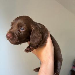Sheldon - Chocolate male Dachshund puppy in Piedmont, Oklahoma from Jess’s Dachshunds