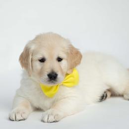 Golden Retriever Puppies from Valley County Goldens