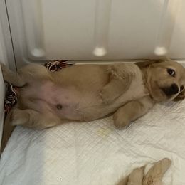 Dachshund Puppies from Honey Creek Dachshunds