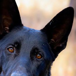 Wick - German Shepherd