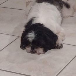Baby - Shih Tzu