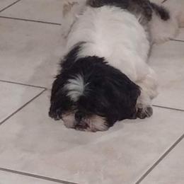 Baby - Shih Tzu