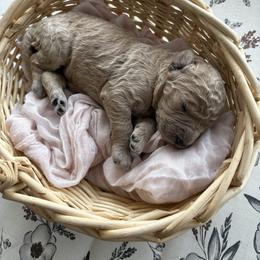 Abby - Apricot female Goldendoodle puppy in Mesa, Arizona from Schmidt’s Doxies N Doodles