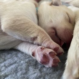 Labrador Retriever Puppies from Duck Pond Farm English Labradors