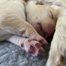 Labrador Retriever Puppies from Duck Pond Farm English Labradors