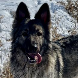 Nymirah - Shiloh Shepherd