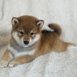 Joy - Red female Shiba Inu puppy in Trenton, Nebraska from Prairie Shibas