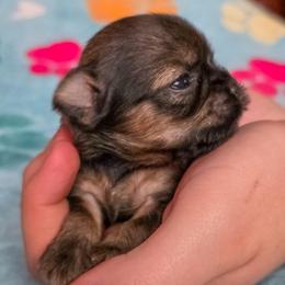 Waffles - Blue Collar - Black and tan male Shorkie puppy in Troy, Ohio from Ever After Tails