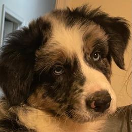 Tennessee - Blue merle female Australian Shepherd puppy in Hopewell, Virginia from Sarah's Australian Shepherds