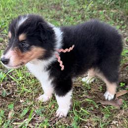 Peach now 5 weeks old - Black white and tan female Collie puppy in Lonoke, Arkansas from Colley Collies