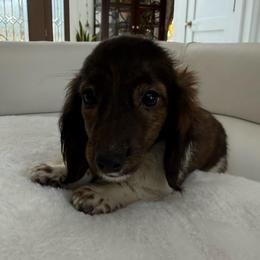 Girl number three - Brindle female Dachshund puppy in Spokane, Washington from Dearhaven Doxie