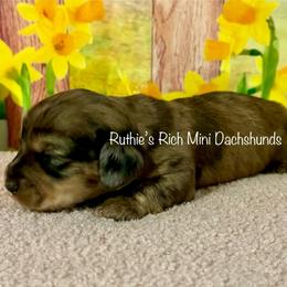 Boy one - Dapple male Dachshund puppy in Lakeland, Florida from Ruthie’s Rich Mini Dachshunds