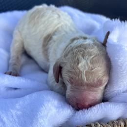 Delilah - Parti female Double Doodle puppy in Yoakum, Texas from The Scott’s Dood Ranch