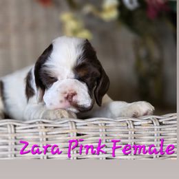 Pink collar - Black white and tan female Cocker Spaniel puppy in Bonsall, California from CuttinBlue Farms