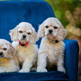 Grey collar male - Buff male Cocker Spaniel puppy in Bonsall, California from CuttinBlue Farms