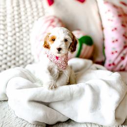 Macadamia - Parti male Goldendoodle puppy in Springville, Utah from Happy Doodle
