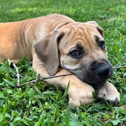 Mulan - Fawn female Boerboel puppy in Bon Aqua, Tennessee from Erickson Ranch Boerboels