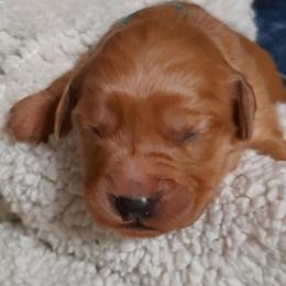 Girl 1 - female Golden Retriever puppy in Fort White, Florida from Triple-s-kennel