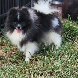 Pomeranian puppies from Moon Ranch Puppies