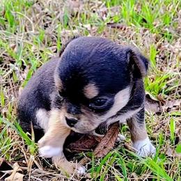 Lil Lover - Black sabled fawn male Chihuahua puppy in Weatherford, Texas from Small and Mighty Chihuahuas