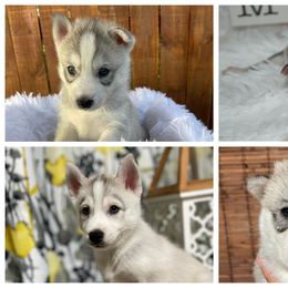 Siberian Husky Puppies from DJ Huskies