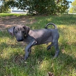 Jumanji - Black male Xoloitzcuintli puppy in Manitowoc, Wisconsin from Wonderland Kennel