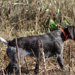 German Wirehaired Pointers from Cypress Ridge GWP
