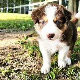 Cedar - Tri-color male Border Collie puppy in Cedar Springs, Michigan from Lyncroft Border Collies